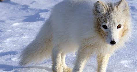 How Do Arctic Foxes Hunt In The Snow Arctic Focus