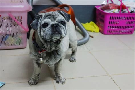 Old And Fat Pug Looking Suspicious Looking At Owner Standing In The