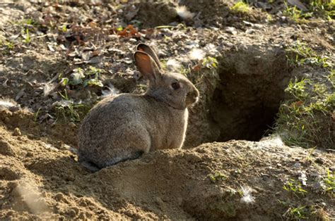 840 Rabbit Burrow Photos Stock Photos Pictures And Royalty Free Images