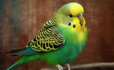 Types Of Budgies A Complete List Of All Budgie Color Mutations