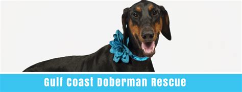 Pet shelters are a wonderful place to resuce a pet. Pets for Adoption at Gulf Coast Doberman Rescue, Inc., in ...