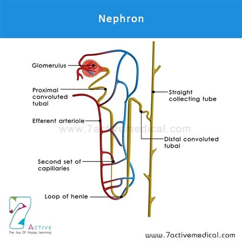 A camel is able to consume a third of its body weight in drinking 200l of litres of water in 3 minutes. Structure of Nephron | Medical illustration, Loop of henle ...