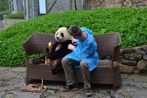 How To Get A Panda Hug In China