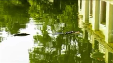 Chicago Police Investigators Confirm Alligator In Lagoon Boston News