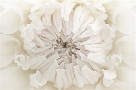 Macro Dahlia Flower Ivory White Photograph By Jennie Marie Schell