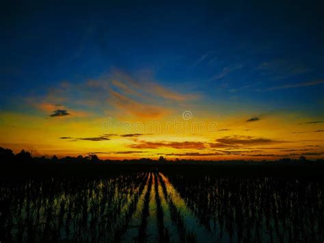Sunset In The Rice Fields Stock Photo Image Of West 154825650