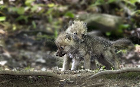 Wolf Wolves Predator Carnivore Puppy Puppies Baby Wallpapers Hd