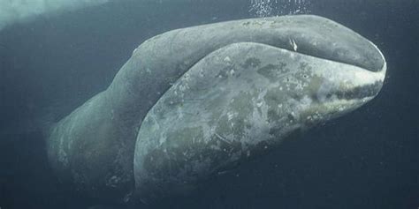 Rare Massive Whale Spotted 2000 Miles From Home For First Time Ever