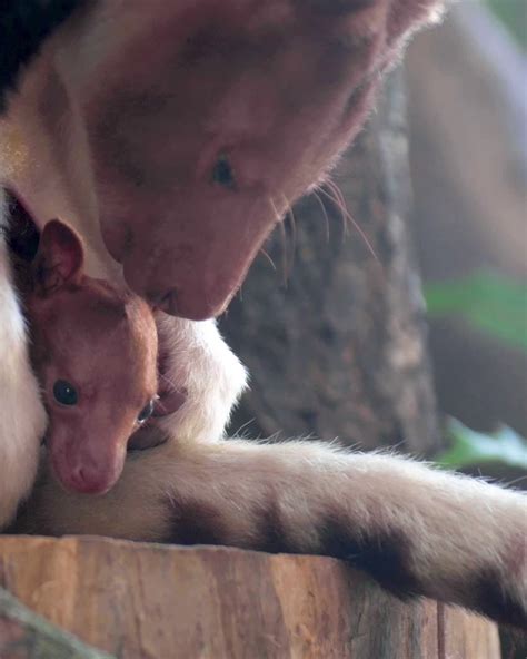 Chester Zoo On Twitter Adorable Tree Kangaroo Joey Born For The First