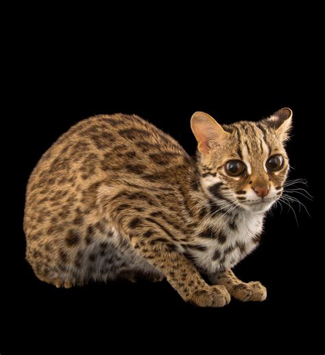 Leopard Cat Prionailurus Bengalensis Chinensis Named Asia One Year