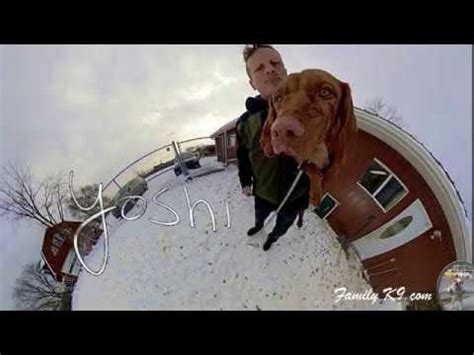 See more of durite vizsla puppies on facebook. Montreal Dog Trainer - Vizsla puppy obedience training ...