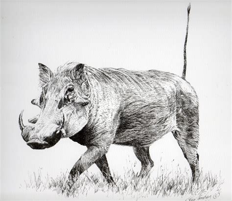 Warthog Study Scrimshaw Art African Animals Animal Line Drawings
