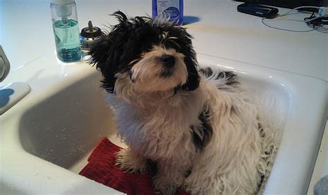 The pomshinese is a mix of toy breeds and weighs under 8 pounds when fully grown with an average height between 9 to 10 inches. Shih Tzu Pomeranian Poodle Mix