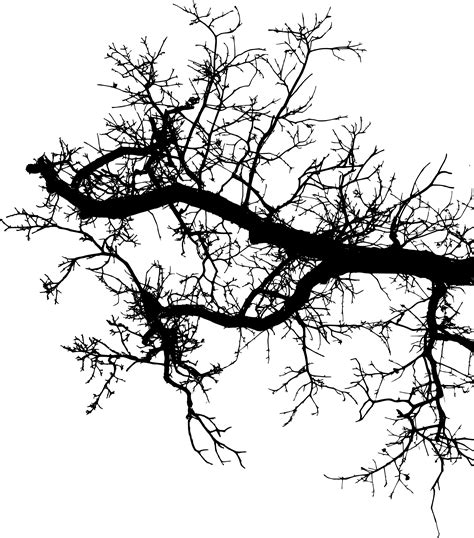 15 Tree Branch Silhouettes Png Transparent