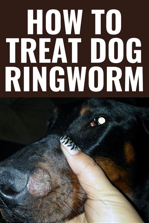 What Does Ringworm Look Like On A Dog S Nose What Does