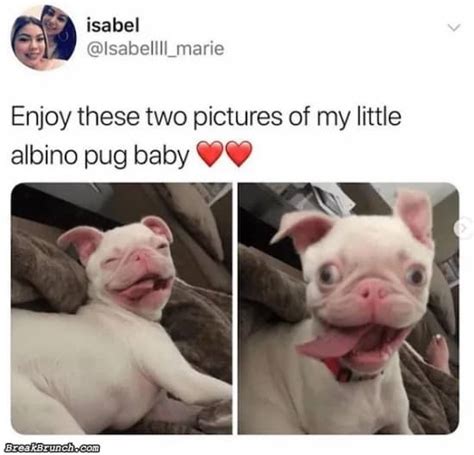 19 Funny And Cute Dog Pictures Breakbrunch