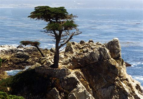 Lone Cypress Monterey Peninsula Beach Monterey Lone Cypress Ocean