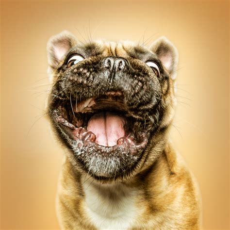 Funny Dog Faces ‹