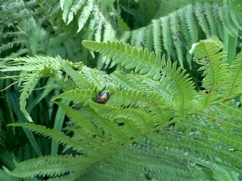 Check spelling or type a new query. Pests eating hostas, ferns | Home Rookies | qctimes.com