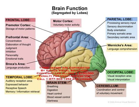 12 Best Brain Functions Images On Pinterest The Brain Brain Anatomy