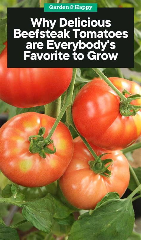 How To Grow Beefsteak Tomatoes Everyones Favorite Tomato Garden