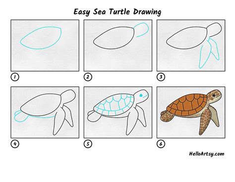 Easy Sea Turtle Drawing Helloartsy
