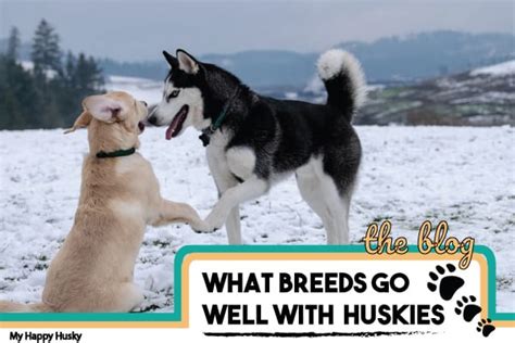the complete breed compatibility guide for huskies my happy husky