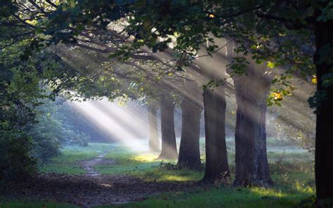 Sunlight Trees View Landscapes Mother Nature Path