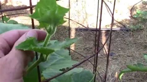 3 Great Reasons To Grow Cucumbers In Cages Youtube
