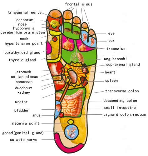 From the documented history of reflexology: What is Foot Reflexology? | Harbour Wellness Centre Vancouver