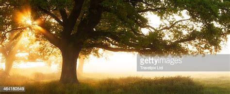 Golden Oak Tree Photos And Premium High Res Pictures Getty Images