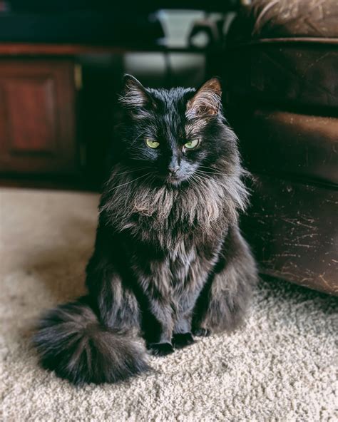 Raven Fluffy Black Cat Cat Pose Angora Cats