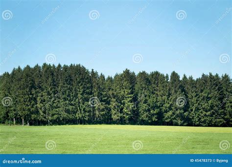 Pine Forests Stock Image Image Of Bright Horizon Green 45478373
