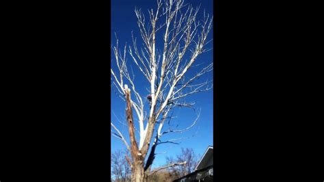 Removing Big Dead Cottonwood Tree Youtube