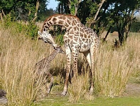 Baby Giraffe Born On Kilimanjaro Safari Savanna At Animal
