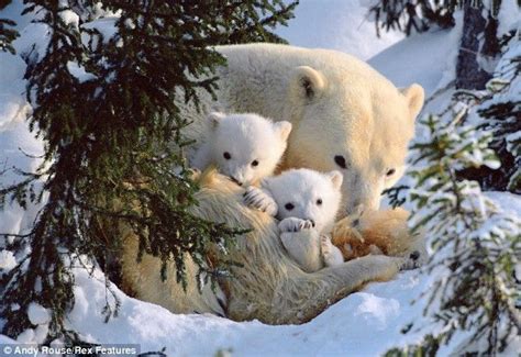First Steps Of Polar Baby Bears 6 Photos