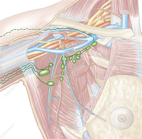Axillary Lymph Nodes Location