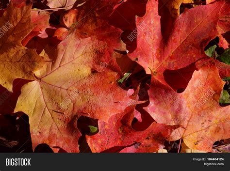 Fallen Maple Leaves Image And Photo Free Trial Bigstock