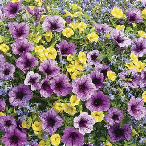 Showy flowers for hanging baskets create splashes of colors in the shade attracting attention to the blossoms. 15 Popular Hanging Basket Combinations Your Customers Will ...