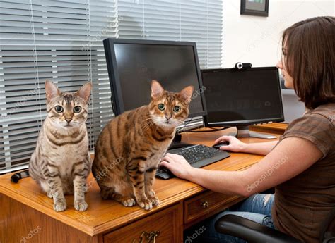 Share the best gifs now >>> Woman and cats at computer desk — Stock Photo © steveheap ...