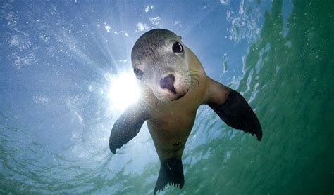 This Curious Little Guy Is An Australian Sea Lion Along With Nz Fur