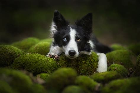 Animal Border Collie Hd Wallpaper