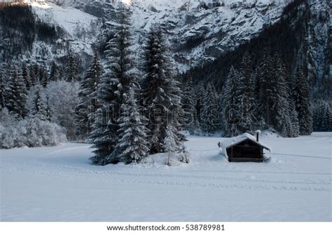 Enchanted Forest Frozen Stock Photo Shutterstock