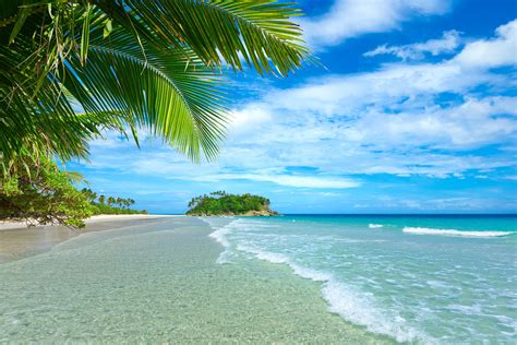 Plants Landscape Tropical Sea Palm Trees Beach