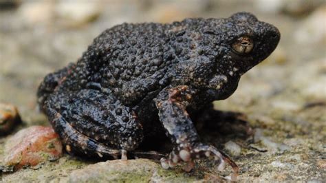 Frog Foam Could Deliver Drug Therapy Bbc News