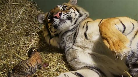 Baby tigers are known as cubs or whelps. Birth of Twin Tiger Cubs - Tigers About The House - BBC ...
