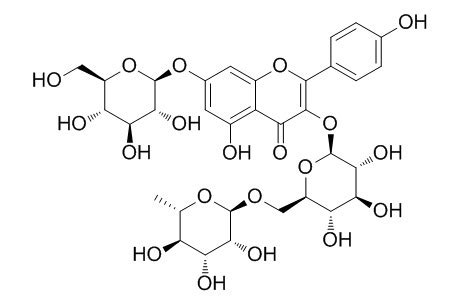 It can be found in smilax china,1 and in the fern asplenium rhizophyllum, and its hybrid descendants, as part of a complex with caffeic acid.2. ケンペロール3-O-ルチノシド7-O-グルコシド | Kaempferol 3-O-rutinoside 7-O ...