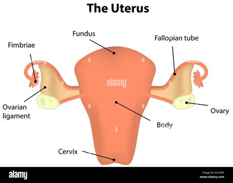 Womb And Cervix Diagram