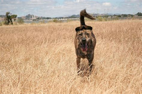 These dogs are also known as taiwanese dog/canis, taiwanese native dog. 1000+ images about FORMOSAN MOUNTAIN DOG on Pinterest | Mountain Dogs, Taiwan and Kobe
