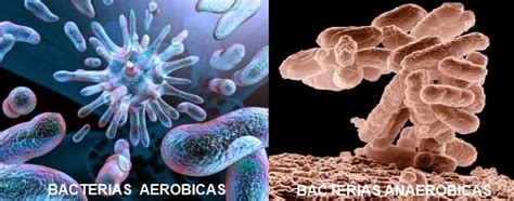 Peroxido De Hidrogeno ♦♦ ¿que Son Las Bacterias Aeróbicas Y Anaeróbicas